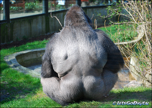 고릴라3_rlaengy.jpg?type=w3
