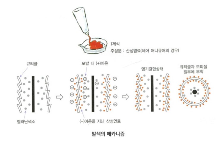 염색 하는 법 펌 후 샴푸