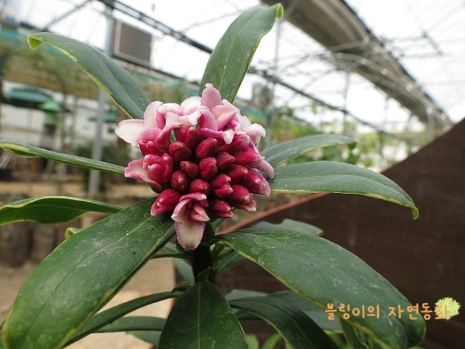 천리향 이미지