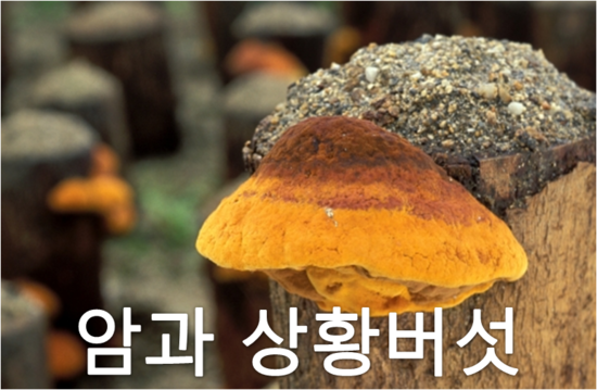 버섯과면역 이미지