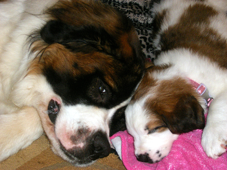 세인트버나드 (Saint Bernard) : 네이버 블로그