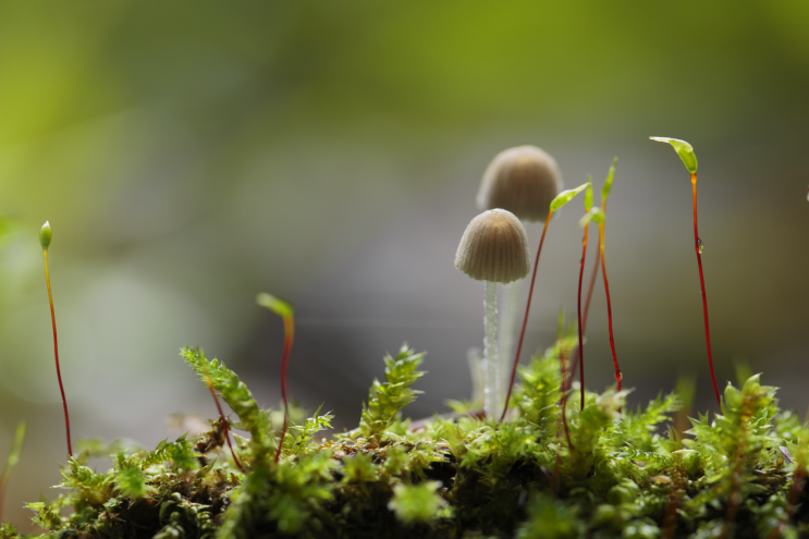 f017_wil_mijer_mushroom1_20151222.png?ty