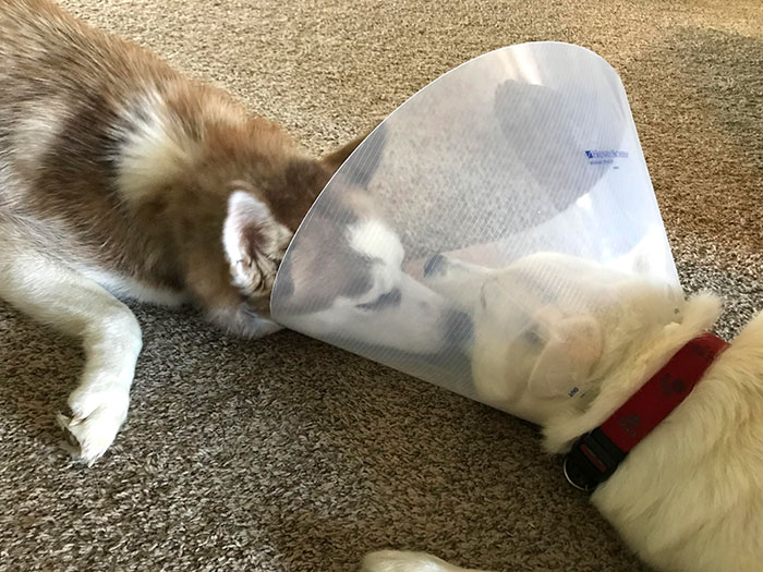 funny-pets-with-cones-1-5eda06e3ad1f0__700.jpg?type=w2