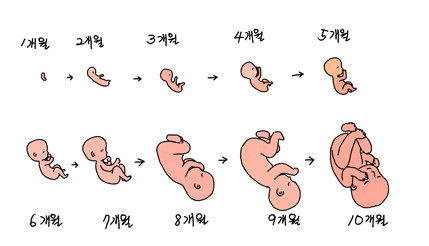 임신 주수에 따른 태아 성장과정 : 네이버 블로그